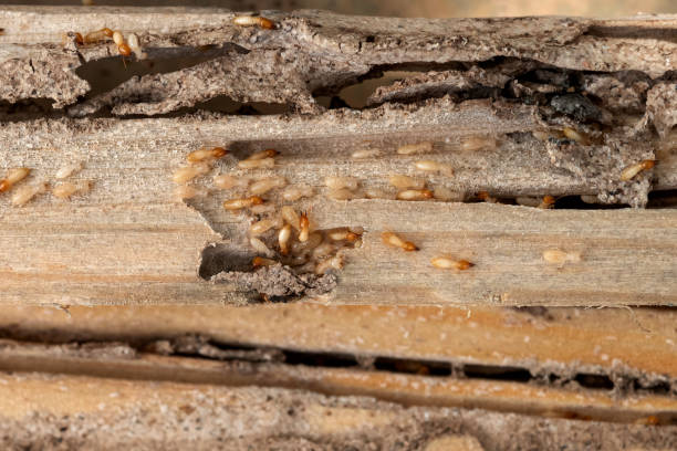 Best Pest Inspection Near Me  in Scottdale, PA